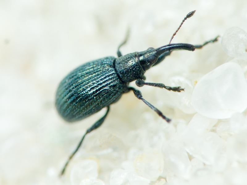 Apionidae Schönherr, 1823